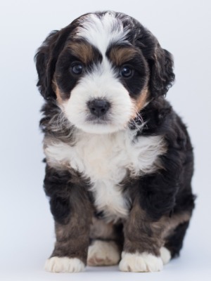 Image of a cute cuddly puppy