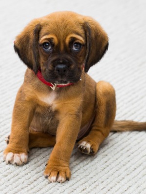 Image of a puppy with googly eyes