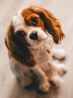 Image of a puppy looking up pleadingly