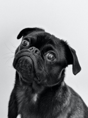 Image of a black pug puppy