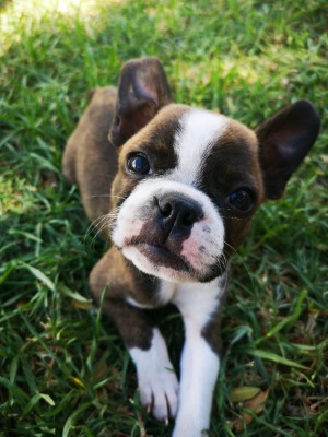 Image of a puppy in the grass