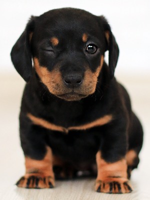 image of a puppy winking
