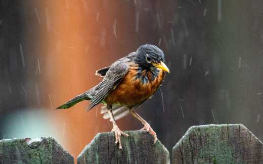 Image of a bird on a fence with rain drizzling around it