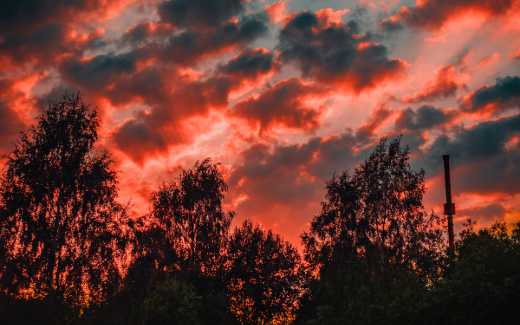 Image of a sunrise through pink tinged clouds over a line of a parks treetops
