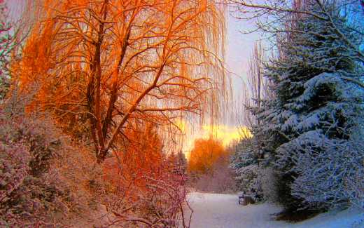Image of trees covered in a snow that are red tinged from a sunset with a blue and yellow sky